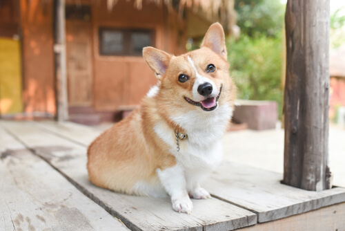 chien content assis sur des planches en bois