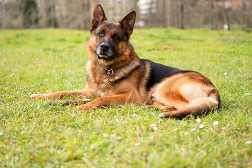 berger allemand couché dans l'herbe