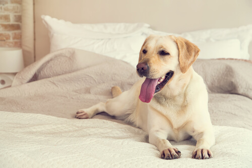 un labrador allongé