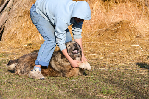 chien qui se fait maltraité