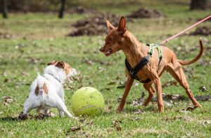 Les chiens peuvent devenir agressifs à cause du comportement de leurs maîtres