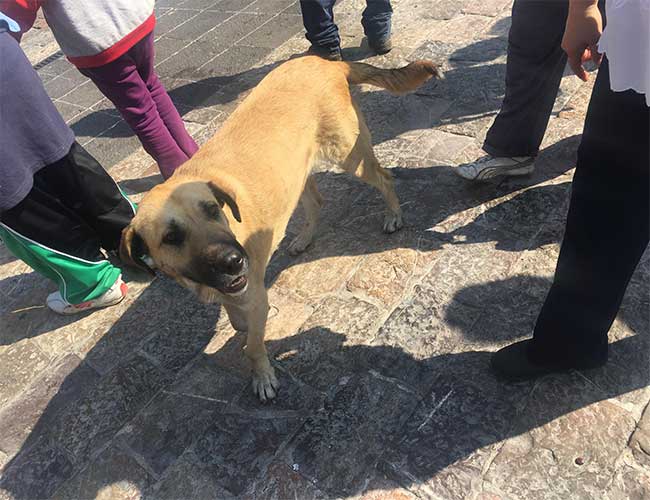 chien abandonné dans une foule