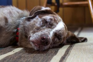 Les maladies que nous pouvons transmettre aux chiens