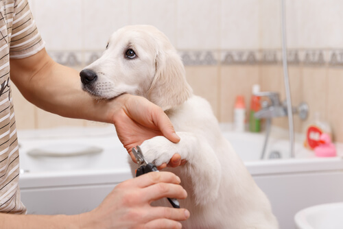 Comment prendre soin des ongles de son chien ? Comment prendre soin des ongles de son chien ?