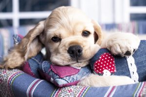Les bienfaits du miel pour votre chien