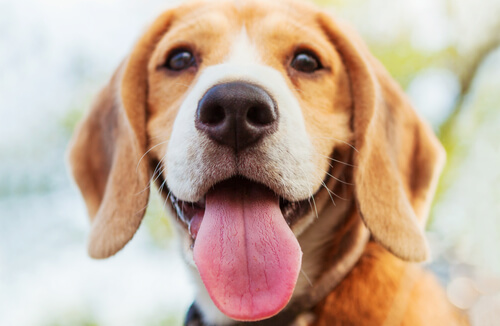 Un chien tire la langue