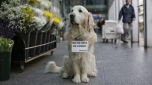 Ney, un chien dont nous nous souvenons tous