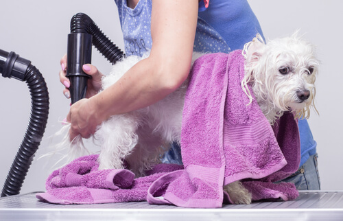séchage du pelage d'un chien après le toilettage