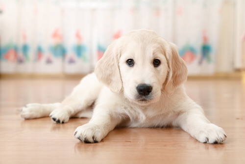 Un jeune Golden Retriever allongé