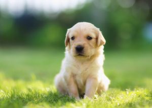 14 noms créatifs pour votre chien