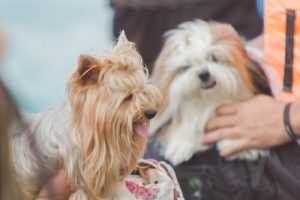 Comment s'adresser à son animal ?