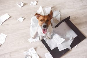 3 conseils pour éviter que votre chien ne détruise votre maison en votre absence