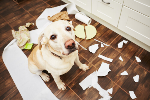 5 conseils pour éviter les problèmes de comportement avec votre chien 5 conseils pour éviter les problèmes de comportement avec votre chien