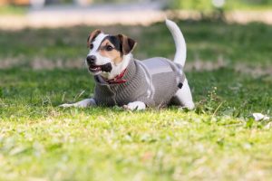 La prévention du froid chez les chiens : conseils et soins