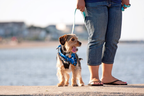 Un chien se promène sur la plage avec sa maîtresse en hiver