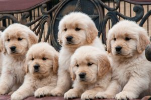 Pourquoi y a-t-il tant de races de chiens dans le monde ?