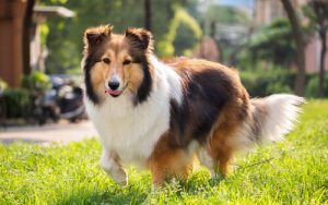 Les 7 races de chiens les plus indépendants