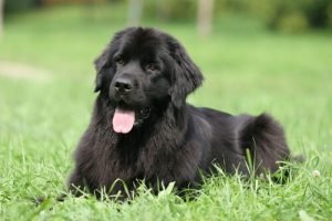 Les 8 races de chiens les plus paresseuses