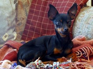 Le Ratier de Prague, un chien très petit