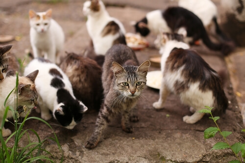 chats errants dans un refuge