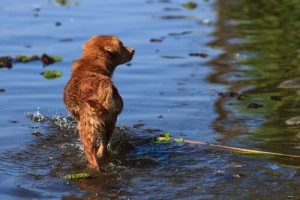Un jeune homme risque sa vie pour sauver un chien