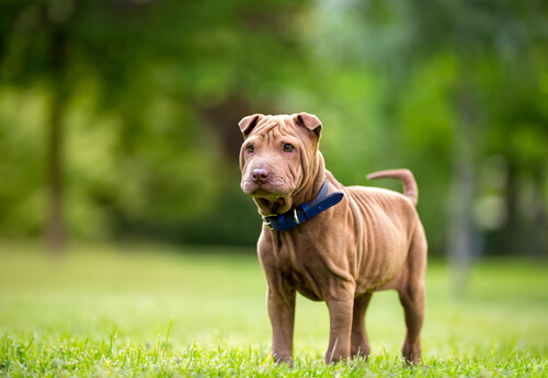 sharpei sur une pelouse