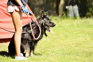 sports canins