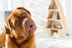 Pourquoi votre chien tourne-t-il la tête quand vous lui parlez ?