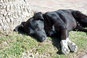 Qu'est-ce que la torsion de l'estomac chez les chiens