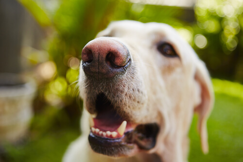 expression du visage chez les chiens : la gueule