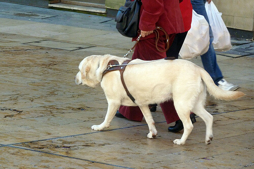 chien promené avec un harnais