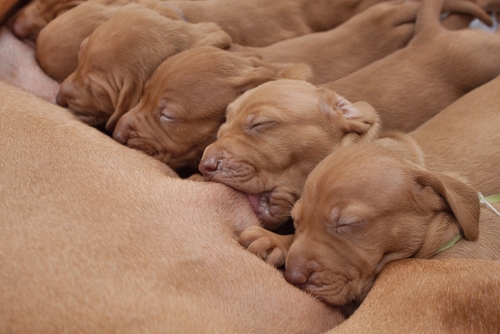 Des chiots tètent leur mère