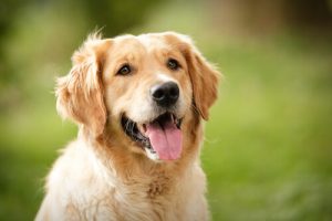 Qu'exprime votre chien par son visage ?