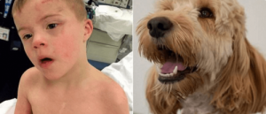 Un chien sauve un enfant atteint de trisomie 21
