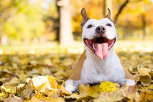Comment savoir si votre chien est heureux
