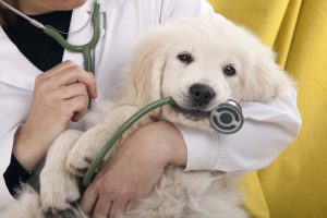 Étapes à suivre avant de soumettre votre animal à une opération