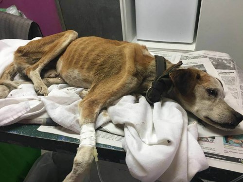 chien affamé extrêmement maigre chez le vétérinaire