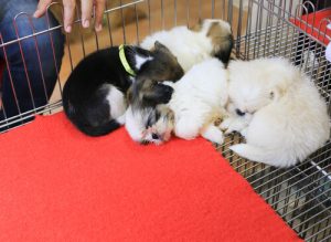 Découvrez la ville où l'on ne pourra vendre que des animaux recueillis