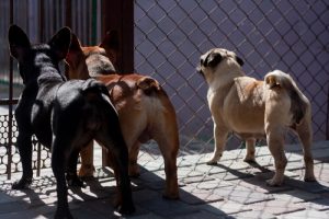 Taïwan interdit la viande de chien et de chat