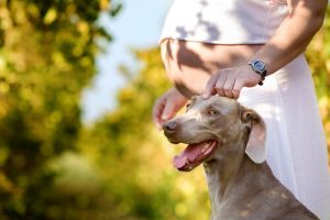 6 conseils pour préparer votre chien à l'arrivée d'un bébé