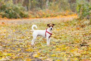 Les vols de chiens dans les parcs augmentent dans toute l'Espagne