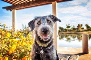 Découvrez l'état d'esprit de votre chien en fonction de sa posture