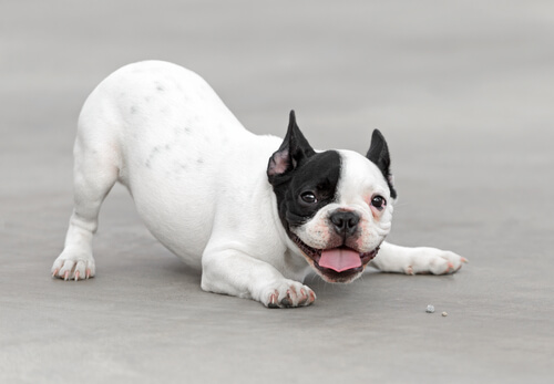 Les Chiens Voient Ils De La Même Façon Que Nous Mes Animaux