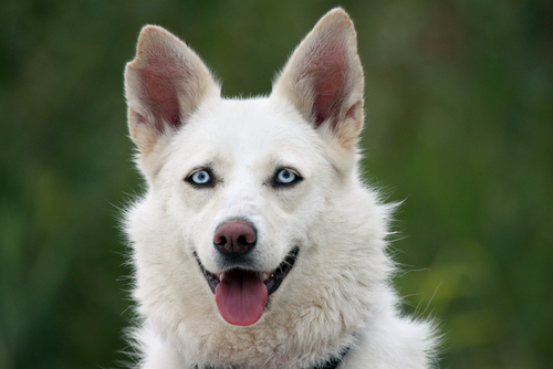 expression du visage chez le chien : les yeux
