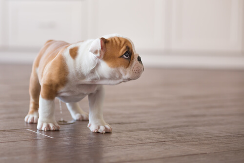 un chiot bulldog anglais