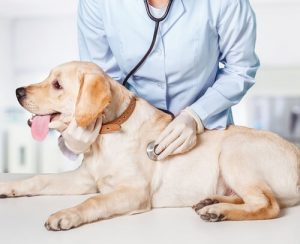 5 problèmes vétérinaires très communs chez les animaux domestiques