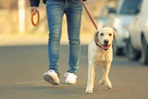 7 erreurs à ne pas commettre lors des promenades avec votre chien