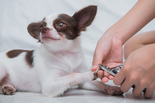 un chihuahua se fait couper les ongles