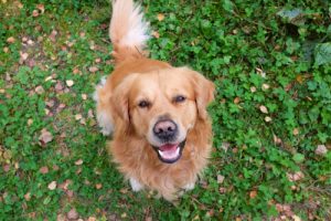 Comment les chiens s'expriment-ils ?