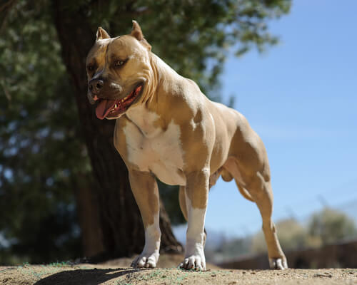 Comment Sont Déterminés Les Chiens Potentiellement Dangereux